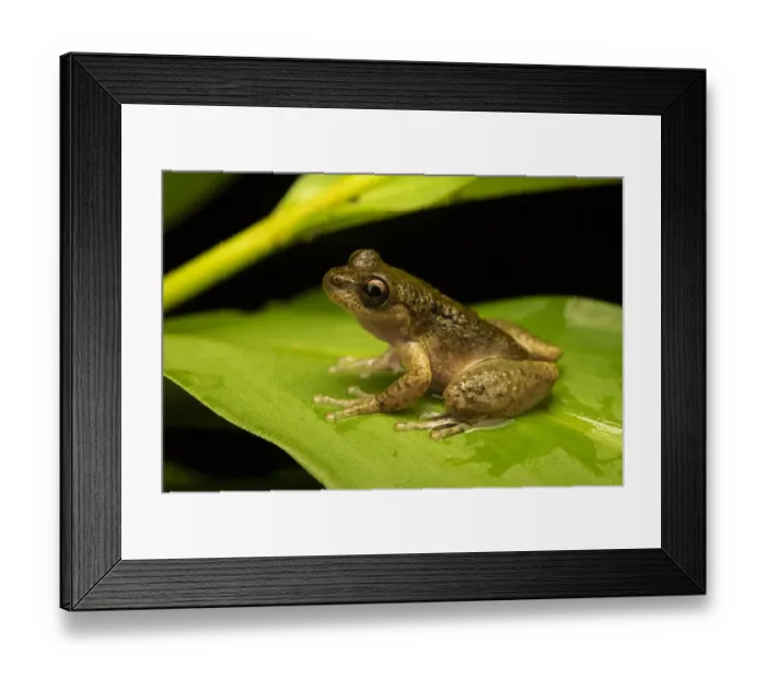 Framed Print : Common mist frog (Litoria rheocola) sitting on a leaf at night, Wet Tropics World Heritage area, Queensland, Australia Framed Print : Common mist frog (Litoria rheocola) sitting on a leaf at night, Wet Tropics World Heritage area, Queensland, Australia