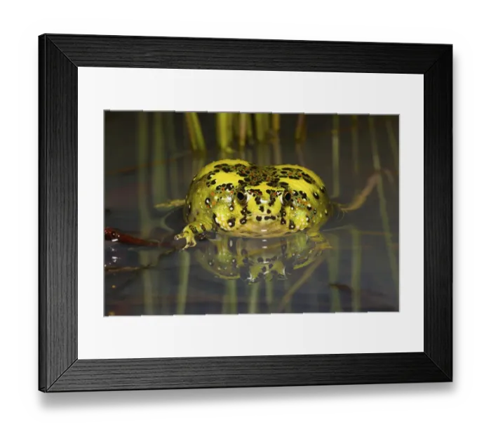 Framed Print : Crucifix toad  /  Holy cross frog (Notaden bennetti) sitting in shallow water after heavy summer rain, Westmar, Queensland, Australia