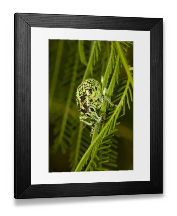 Framed Print : Botany Bay diamond weevil (Chrysolopus spectabilis) close up, Toowoomba, Queensland, Australia
