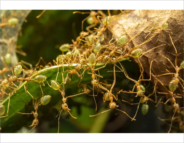 Green tree ants (Oecophylla smaragdina) defending their leaf nest, Daintree River, Wet Tropics World Heritage area, Queensland, Australia