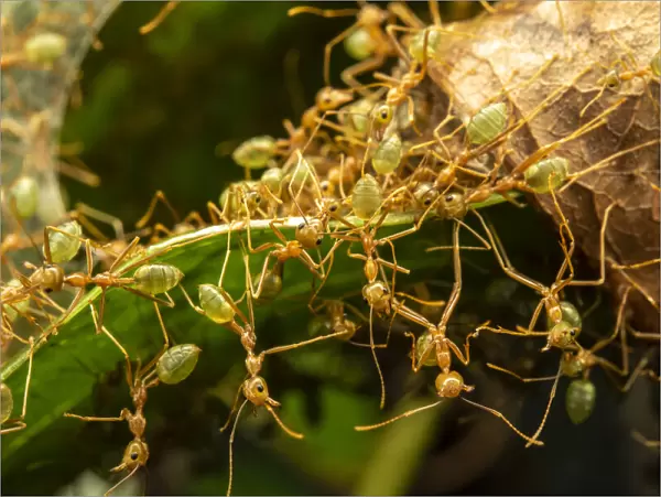 Green tree ants (Oecophylla smaragdina) defending their leaf nest, Daintree River, Wet Tropics World Heritage area, Queensland, Australia
