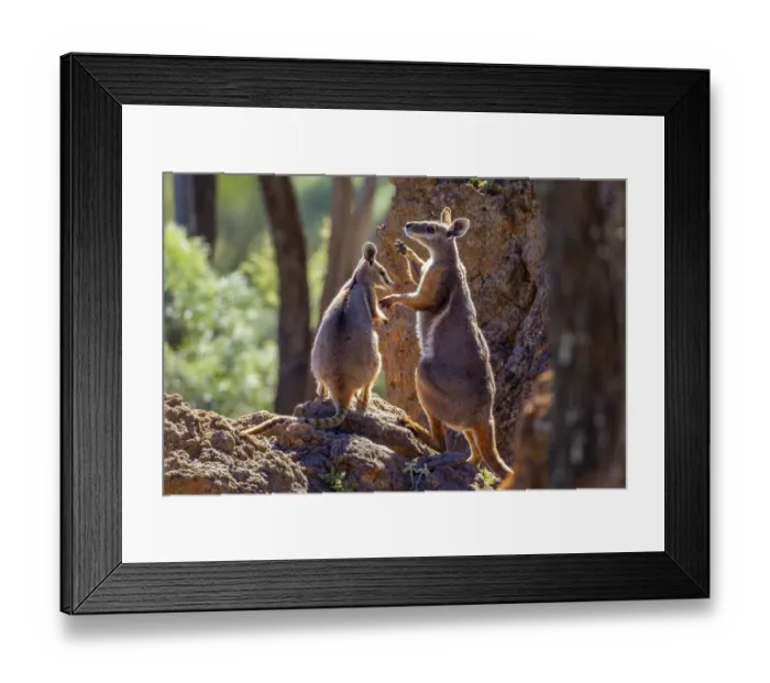 Framed Print : Female Yellow-footed rock wallaby (Petrogale xanthopus) fending off advances from male (right), Idalia National Park, Queensland, Australia Framed Print : Female Yellow-footed rock wallaby (Petrogale xanthopus) fending off advances from male (right), Idalia National Park, Queensland, Australia