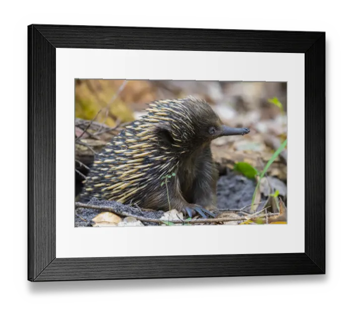 Framed Print : Short-beaked echidna (Tachyglossus aculeatus) with muddy face, emerging from burrow, Jervis Bay, New South Wales, Australia Framed Print : Short-beaked echidna (Tachyglossus aculeatus) with muddy face, emerging from burrow, Jervis Bay, New South Wales, Australia