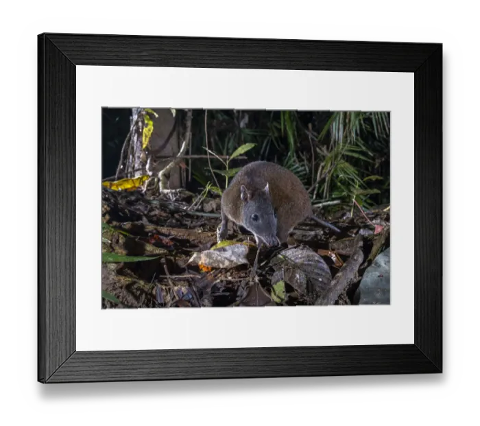 Framed Print : Musky rat kangaroo (Hypsiprymnodon moschatus) on rainforest floor at night, Wet Tropics World Heritage area, Innisfail, Queensland, Australia Framed Print : Musky rat kangaroo (Hypsiprymnodon moschatus) on rainforest floor at night, Wet Tropics World Heritage area, Innisfail, Queensland, Australia