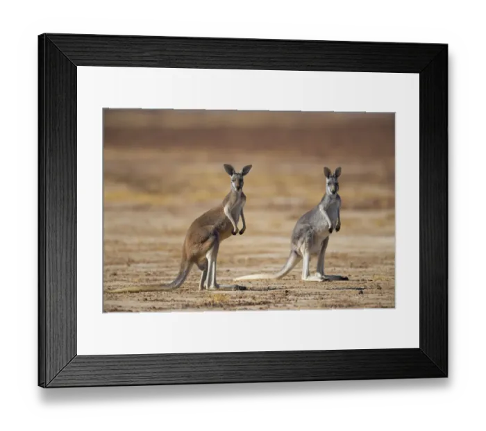 Framed Print : Red kangaroo (Macropus rufus) on open plain. showing brown and grey forms, Diamantina River, Queensland, Australia Framed Print : Red kangaroo (Macropus rufus) on open plain. showing brown and grey forms, Diamantina River, Queensland, Australia