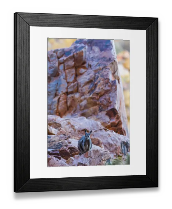 Framed Print : Black-footed rock wallaby (Petrogale lateralis) on steep rocky mountainside, Alice Springs, Northern Territory, Australia Framed Print : Black-footed rock wallaby (Petrogale lateralis) on steep rocky mountainside, Alice Springs, Northern Territory, Australia