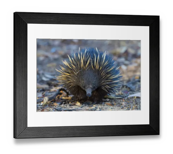 Framed Print : Short-beaked echidna (Tachyglossus aculeatus) foraging in leaf litter, Dryandra Woodland, Western Australia Framed Print : Short-beaked echidna (Tachyglossus aculeatus) foraging in leaf litter, Dryandra Woodland, Western Australia