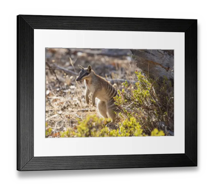 Framed Print : Male Numbat (Myrmecobius fasciatus) in dry woodland, Dryandra woodland, Western Australia Framed Print : Male Numbat (Myrmecobius fasciatus) in dry woodland, Dryandra woodland, Western Australia