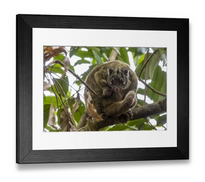 Framed Print : Green ringtail possum (Pseudochirops archeri) grooming itself on tree branch in rainforest, Atherton Tablelands, Wet Tropics World Heritage area, Queensland, Australia Framed Print : Green ringtail possum (Pseudochirops archeri) grooming itself on tree branch in rainforest, Atherton Tablelands, Wet Tropics World Heritage area, Queensland, Australia