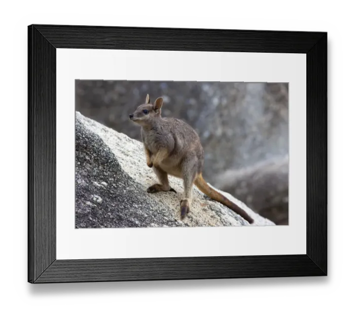 Framed Print : Mareeba rock wallaby (Petrogale mareeba) standing on granite boulders, Atherton Tablelands, Queensland, Australia Framed Print : Mareeba rock wallaby (Petrogale mareeba) standing on granite boulders, Atherton Tablelands, Queensland, Australia