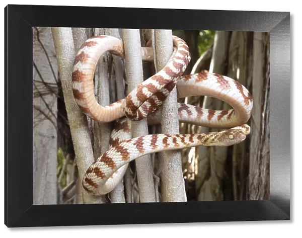 Brown tree snake (Boiga irregularis) coiled around tree branches, Katherine, Northern Territory, Australia