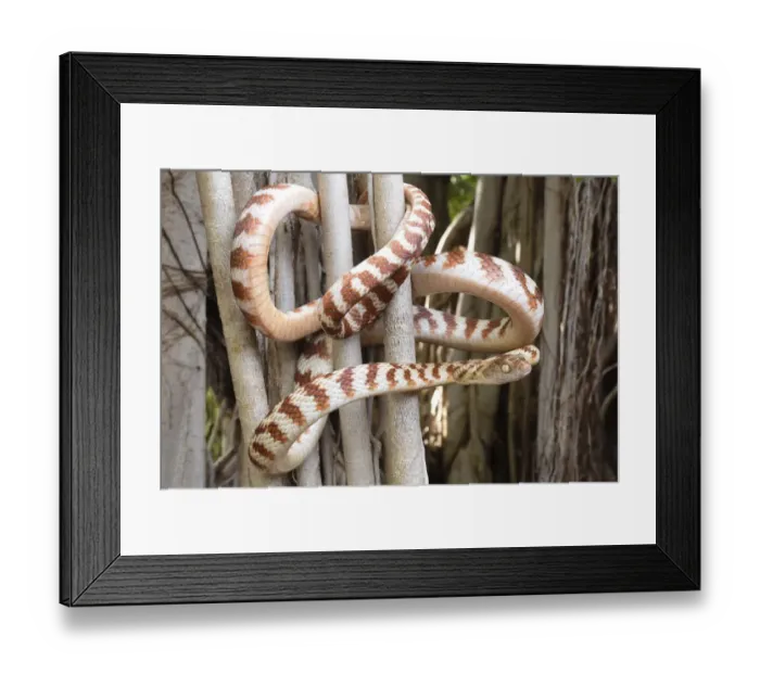 Framed Print : Brown tree snake (Boiga irregularis) coiled around tree branches, Katherine, Northern Territory, Australia Framed Print : Brown tree snake (Boiga irregularis) coiled around tree branches, Katherine, Northern Territory, Australia