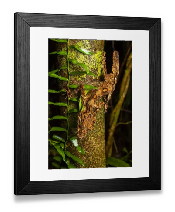 Framed Print : Northern leaf-tailed gecko (Saltuarius cornutus) hunting at night, Innisfail, Queensland, Australia Framed Print : Northern leaf-tailed gecko (Saltuarius cornutus) hunting at night, Innisfail, Queensland, Australia