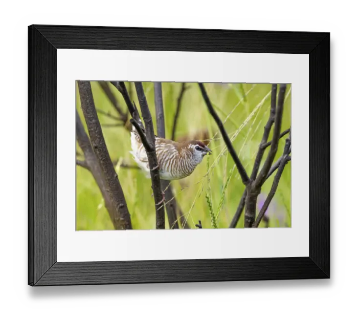 Framed Print : Female Plum-headed finch (Neochima modesta) feeding in long grass, Dalby, Queensland, Australia Framed Print : Female Plum-headed finch (Neochima modesta) feeding in long grass, Dalby, Queensland, Australia