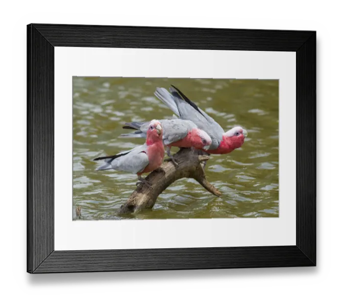 Framed Print : Three Galah (Eolophus roseicapillus) drinking at inland waterhole, Cunnamulla, Queensland, Australia