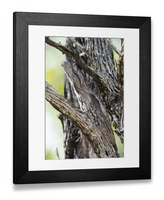 Framed Print : Tawny frogmouth (Podargus strigoides) camouflaged in a dead tree, Charters Towers, Queensland, Australia Framed Print : Tawny frogmouth (Podargus strigoides) camouflaged in a dead tree, Charters Towers, Queensland, Australia