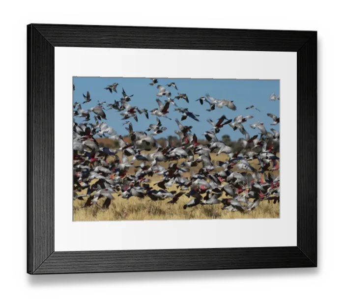 Framed Print : Galah (Eolophus roseicapillus) flock of birds flying over grassland, Diamantina River, Queensland, Australia Framed Print : Galah (Eolophus roseicapillus) flock of birds flying over grassland, Diamantina River, Queensland, Australia