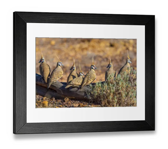 Framed Print : Spinifex pigeon (Geophaps plumifera) flock on stony desert floor, Diamantina River, Queensland, Australia Framed Print : Spinifex pigeon (Geophaps plumifera) flock on stony desert floor, Diamantina River, Queensland, Australia