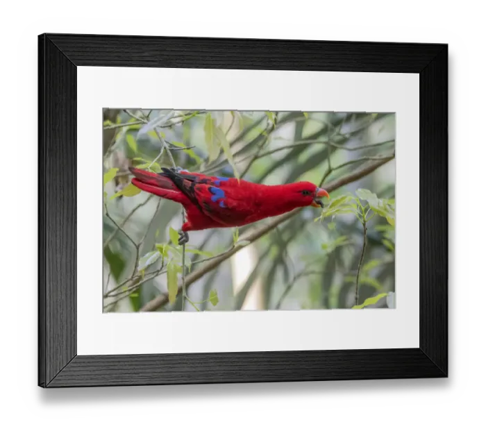 Framed Print : Female Eclectus parrot (Eclectus roratus) feeding in rainforest, Cape York, Queensland, Australia