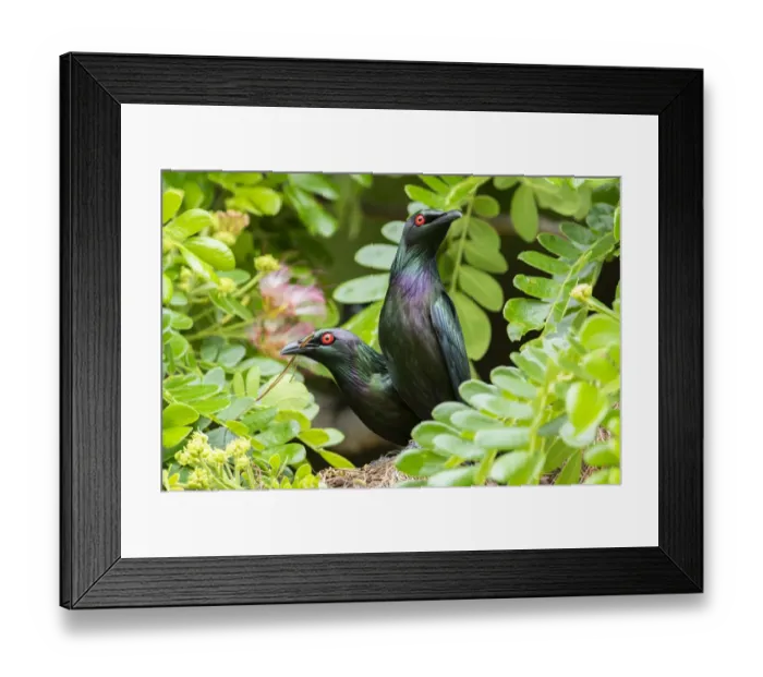 Framed Print : Pair of Metallic starlings (Aplonis metallica) collecting nesting material, Tully Falls, Queensland, Australia Framed Print : Pair of Metallic starlings (Aplonis metallica) collecting nesting material, Tully Falls, Queensland, Australia