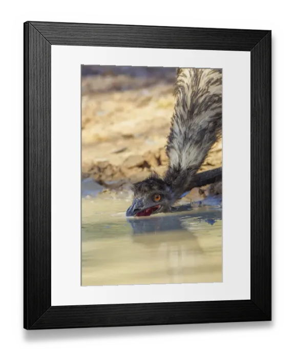 Framed Print : Emu (Dromaius novaehollandiae) drinking at freshwater pool, Biloela, Queensland, Australia Framed Print : Emu (Dromaius novaehollandiae) drinking at freshwater pool, Biloela, Queensland, Australia