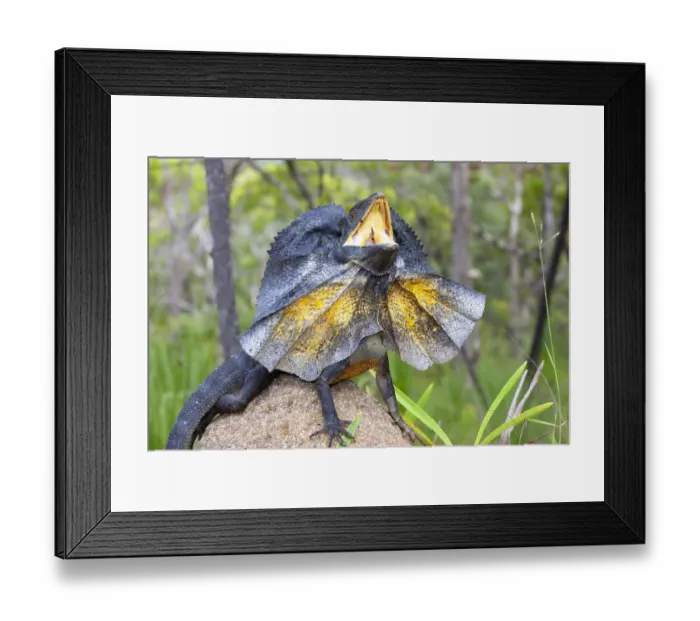 Framed Print : Frill-necked lizard (Chlamydosaurus kingii) threat display with neck frill extended, Cooktown, Queensland, Australia Framed Print : Frill-necked lizard (Chlamydosaurus kingii) threat display with neck frill extended, Cooktown, Queensland, Australia