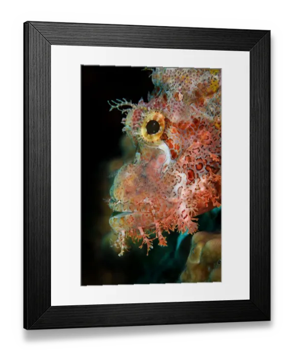 Framed Print : Tassled scorpionfish (Scorpaenopsis oxycephala), portrait, Triton Bay, West Papua, Indonesia, Pacific Ocean Framed Print : Tassled scorpionfish (Scorpaenopsis oxycephala), portrait, Triton Bay, West Papua, Indonesia, Pacific Ocean