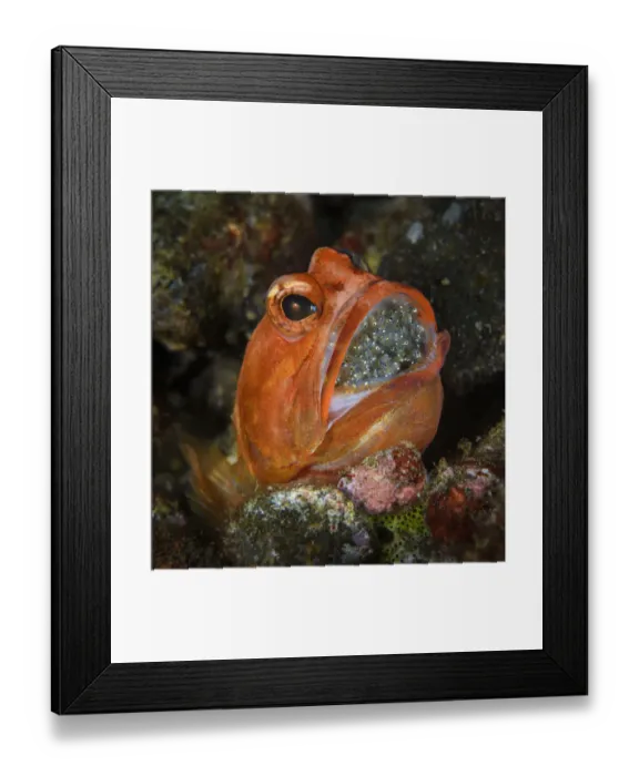 Framed Print : Male Dendtric jawfish (Opistognathus dendriticus) with incubating eggs in his mouth, Dampier Strait, Raja Ampat, Indonesia, Pacific Ocean Framed Print : Male Dendtric jawfish (Opistognathus dendriticus) with incubating eggs in his mouth, Dampier Strait, Raja Ampat, Indonesia, Pacific Ocean
