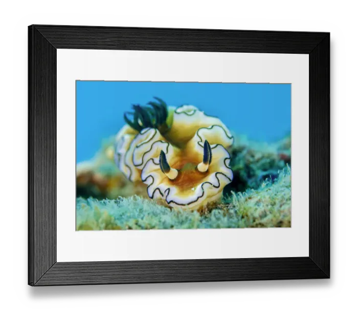 Framed Print : Dorid nudibranch (Doriprismatica atromarginata), close up, Triton Bay, West Papua, Indonesia, Pacific Ocean Framed Print : Dorid nudibranch (Doriprismatica atromarginata), close up, Triton Bay, West Papua, Indonesia, Pacific Ocean
