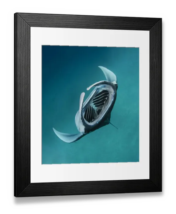 Framed Print : Reef manta ray (Mobula alfredi) feeding, with gills and cephalic lobes visible, Dampier strait, Raja Ampat, West Papua Indonesia, Pacific Ocean Framed Print : Reef manta ray (Mobula alfredi) feeding, with gills and cephalic lobes visible, Dampier strait, Raja Ampat, West Papua Indonesia, Pacific Ocean