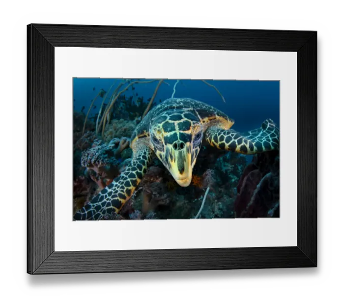 Framed Print : Hawksbill turtle (Eretmochelys imbricata) cloze up on coral reef, Raja Ampat, West Papua, Indonesia, Pacific Ocean Framed Print : Hawksbill turtle (Eretmochelys imbricata) cloze up on coral reef, Raja Ampat, West Papua, Indonesia, Pacific Ocean