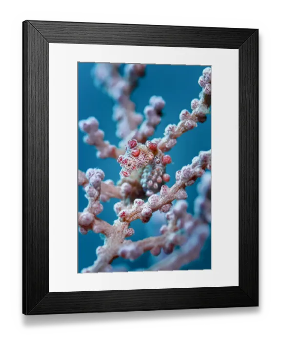 Framed Print : Bargibants pygmy seahorse (Hippocampus bargibanti) camouflaged in a seafan (Muricella sp. ), Raja Ampat, West Papua, Indonesia, Pacific Ocean Framed Print : Bargibants pygmy seahorse (Hippocampus bargibanti) camouflaged in a seafan (Muricella sp. ), Raja Ampat, West Papua, Indonesia, Pacific Ocean