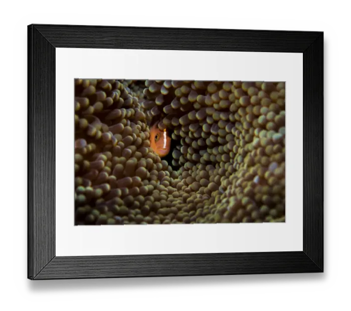 Framed Print : Skunk anemonefish (Amphiprion akallopisos) hiding in a large Carpet anemone (Stichodactyla sp. ), Raja Ampat, West Papau, Indonesia, Pacific Ocean Framed Print : Skunk anemonefish (Amphiprion akallopisos) hiding in a large Carpet anemone (Stichodactyla sp. ), Raja Ampat, West Papau, Indonesia, Pacific Ocean