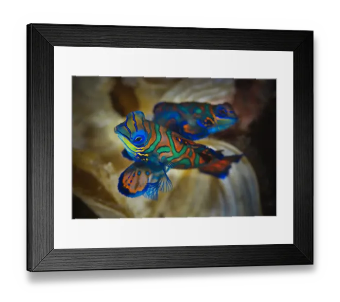 Framed Print : Pair of Mandarinfish (Synchiropus splendidus) mating, Raja Ampat, West Papua, Indonesia, Pacific Ocean Framed Print : Pair of Mandarinfish (Synchiropus splendidus) mating, Raja Ampat, West Papua, Indonesia, Pacific Ocean