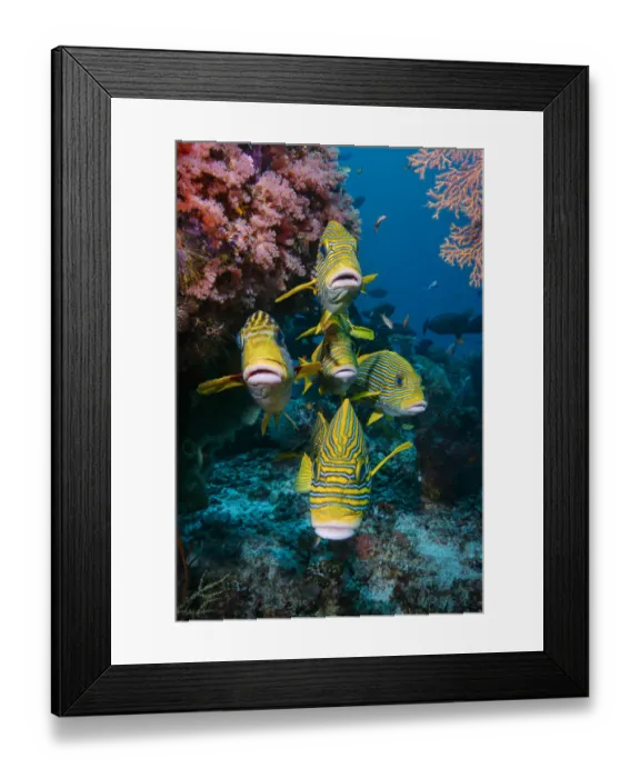Framed Print : School of Yellow-ribbon sweetlips (Plectorhinchus polytaenia) swimming with the current, Raja Ampat, Indonesia, Pacific Ocean Framed Print : School of Yellow-ribbon sweetlips (Plectorhinchus polytaenia) swimming with the current, Raja Ampat, Indonesia, Pacific Ocean