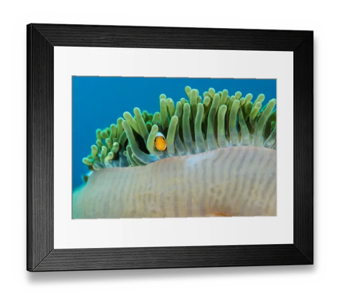 Framed Print : Juvenile Ocellaris / Common clownfish (Amphiprion ocellaris) looking out from its home in an anemone, Raja Ampat, West Papua, Indonesia, Pacific Ocean Framed Print : Juvenile Ocellaris / Common clownfish (Amphiprion ocellaris) looking out from its home in an anemone, Raja Ampat, West Papua, Indonesia, Pacific Ocean