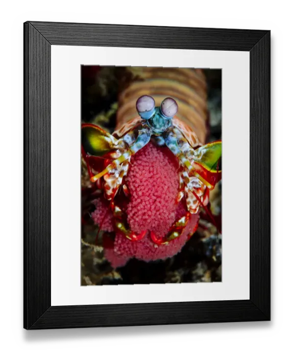 Framed Print : Female Peacock-mantis shrimp (Odontodactylus scyllarus) carrying her eggs, Raja Ampat, West Papua, Indonesia, Pacific Ocean Framed Print : Female Peacock-mantis shrimp (Odontodactylus scyllarus) carrying her eggs, Raja Ampat, West Papua, Indonesia, Pacific Ocean