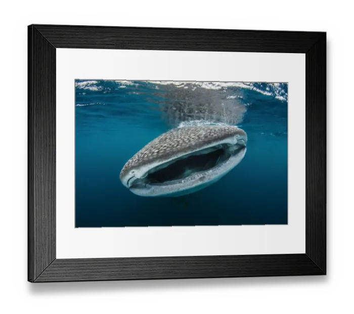 Framed Print : Whale shark (Rhincodon typus) feeding close to fishermens boats in the early morning, Triton Bay, West Papua, Indonesia, Pacific Ocean Framed Print : Whale shark (Rhincodon typus) feeding close to fishermens boats in the early morning, Triton Bay, West Papua, Indonesia, Pacific Ocean