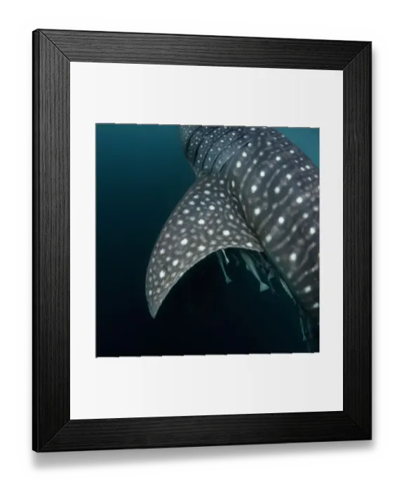 Framed Print : Whale shark (Rhincodon typus) pectoral fin and skin markings detail, Triton Bay, West Papua, Indonesia, Pacific Ocean Framed Print : Whale shark (Rhincodon typus) pectoral fin and skin markings detail, Triton Bay, West Papua, Indonesia, Pacific Ocean