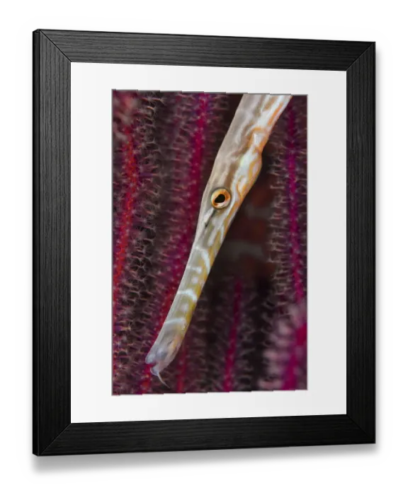 Framed Print : Chinese trumpetfish (Aulostomus chinensis) moving with head down position while hunting, Triton Bay, West Papua, Indonesia, Pacific Ocean Framed Print : Chinese trumpetfish (Aulostomus chinensis) moving with head down position while hunting, Triton Bay, West Papua, Indonesia, Pacific Ocean