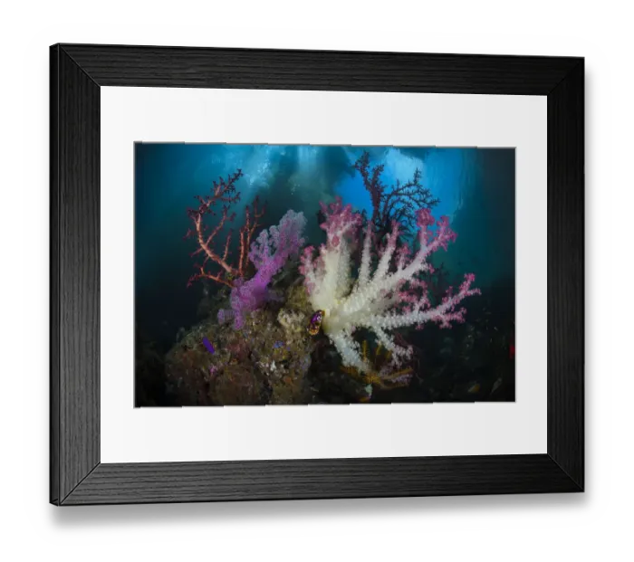 Framed Print : Soft coral (Dendronepthya sp) garden, Iris Strait, Triton Bay, Indonesia, Pacific Ocean Framed Print : Soft coral (Dendronepthya sp) garden, Iris Strait, Triton Bay, Indonesia, Pacific Ocean