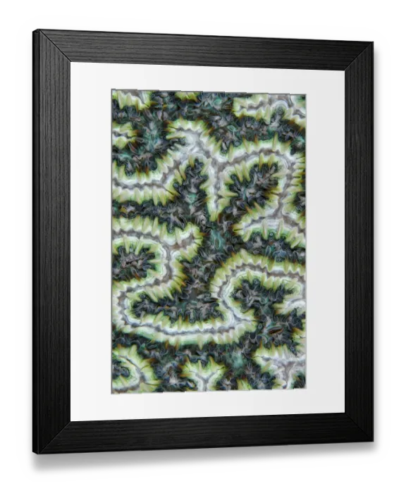 Framed Print : Close up of Brain coral (Merulinidae or Mussidae) with its feeding tentacles extended, Triton Bay, West Papua, Indonesia, Pacific Ocean Framed Print : Close up of Brain coral (Merulinidae or Mussidae) with its feeding tentacles extended, Triton Bay, West Papua, Indonesia, Pacific Ocean
