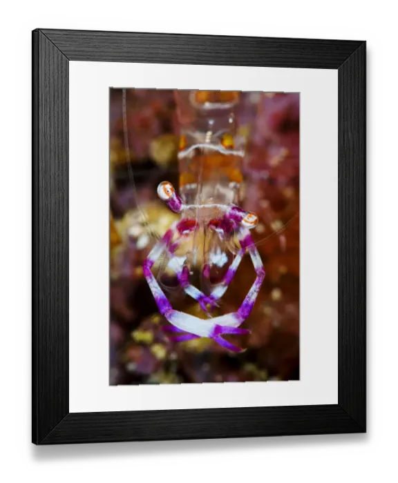 Framed Print : Cleaning shrimp (Periclimenes sp) on a coral reef, close up, Triton Bay, West Papua, Indonesia, Pacific Ocean Framed Print : Cleaning shrimp (Periclimenes sp) on a coral reef, close up, Triton Bay, West Papua, Indonesia, Pacific Ocean