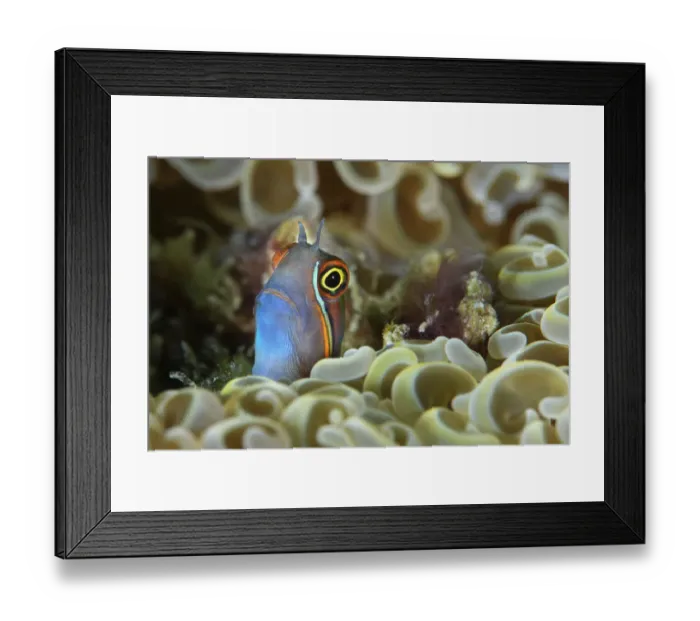 Framed Print : Tail-spot blenny (Ecsenius stigmatura) peering out from amongst the coral, Triton Bay, West Papua, Indonesia, Pacific Ocean Framed Print : Tail-spot blenny (Ecsenius stigmatura) peering out from amongst the coral, Triton Bay, West Papua, Indonesia, Pacific Ocean