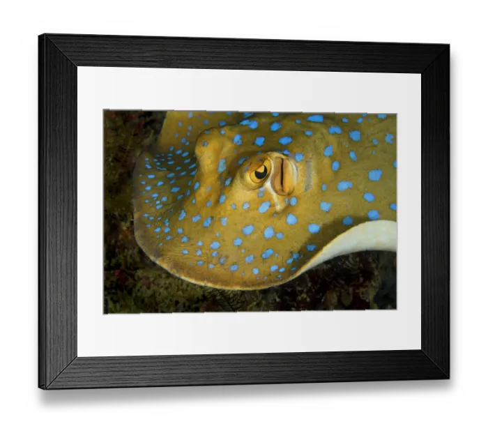 Framed Print : Bluespotted ribbontail ray (Taeniura lymma) searching for food over the coral reef at night, Triton Bay, West Papua, Indonesia, Pacific Ocean Framed Print : Bluespotted ribbontail ray (Taeniura lymma) searching for food over the coral reef at night, Triton Bay, West Papua, Indonesia, Pacific Ocean