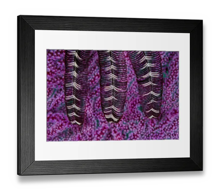 Framed Print : Close up of three arms from a Feather star (Crinoidea), Triton Bay, West Papua, Indonesia, Pacific Ocean Framed Print : Close up of three arms from a Feather star (Crinoidea), Triton Bay, West Papua, Indonesia, Pacific Ocean