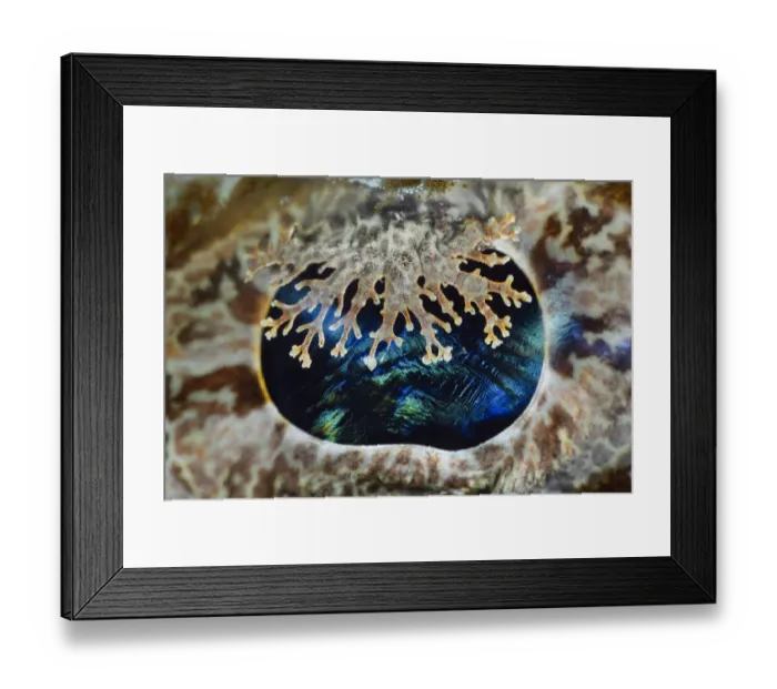 Framed Print : Camouflaged eye detail of a huge Crocodilefish (Cymbacephalus beauforti), Triton Bay, West Papua, Indonesia, Pacific Ocean