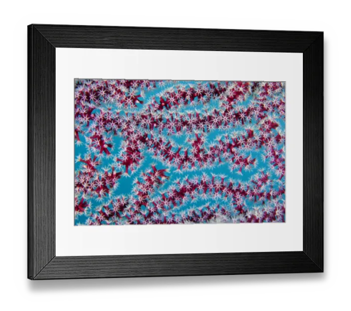 Framed Print : Detail of octo coral polyps from Sea fan (Gorgonia sp. ), Triton Bay, West Papua, Indonesia, Pacific Ocean Framed Print : Detail of octo coral polyps from Sea fan (Gorgonia sp. ), Triton Bay, West Papua, Indonesia, Pacific Ocean