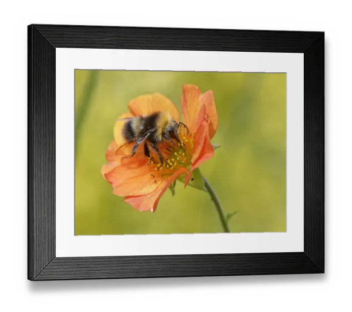 Framed Print : Early bumblebee (Bombus pratorum) nectaring on Scarlet avens flower (Geum coccineum borisii), Wiltshire garden, UK. June Framed Print : Early bumblebee (Bombus pratorum) nectaring on Scarlet avens flower (Geum coccineum borisii), Wiltshire garden, UK. June