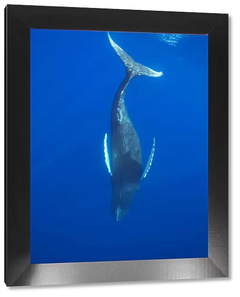 Humpback whale (Megaptera novaeangliae) diving into the depths, Hawaii, Pacific Ocean